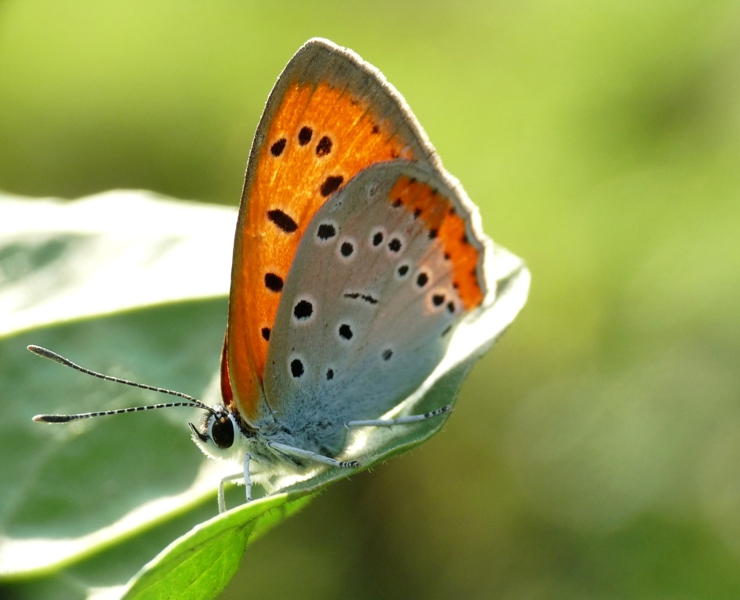 licena